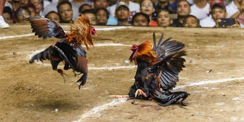 Bạn đã biết gì về đá gà cựa sắt?