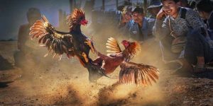 Phân loại hình thức chơi đá gà cựa sắt phổ biến