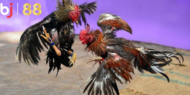 Chế độ tập luyện